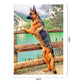 DIY Unframed Running Dog See the Scenery Oil Painting Picture By Numbers