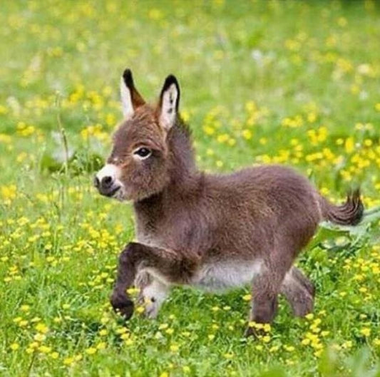 Diamond Painting - Full Round - Grass Donkey