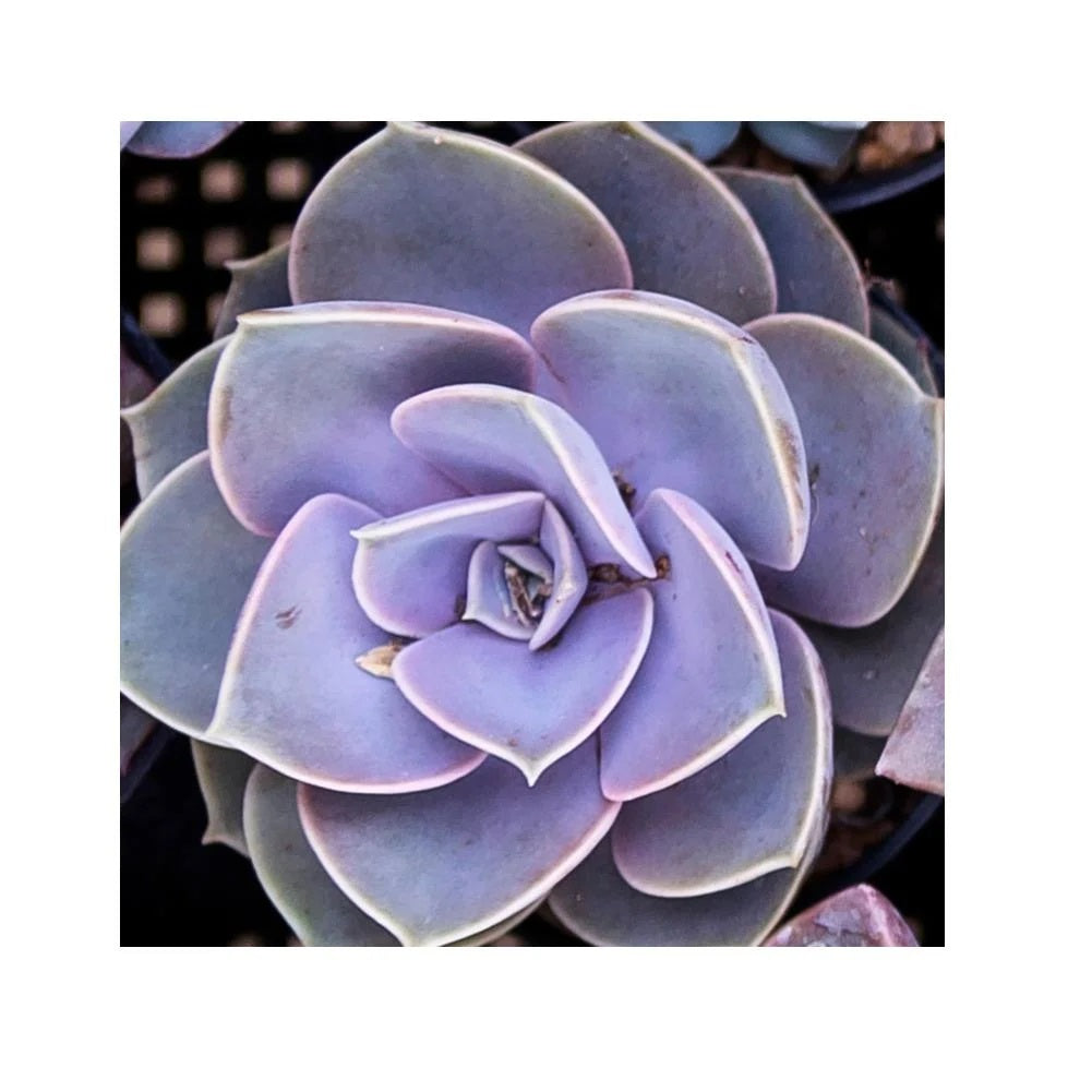 Diamond Painting - Full Round / Square - Succulent