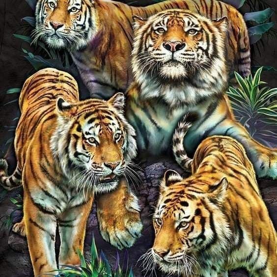 Tiger Full Round Square Diamond Painting Kits