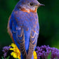 Bird Full Round/Square Diamond Painting Kit