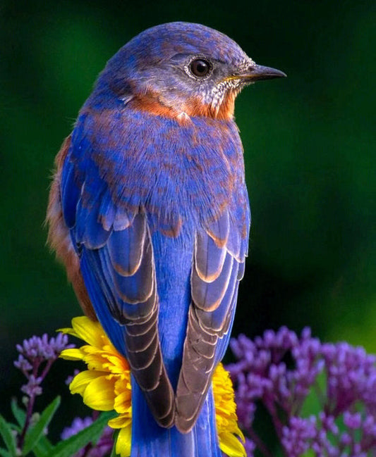 Bird Full Round/Square Diamond Painting Kit