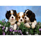 5D Diy Diamond Painting Kit Full Round Beads Dog
