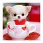 5D Diy Diamond Painting Kit Full Round Beads Cute Cup Dog
