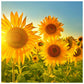 5D Diy Diamond Painting Kit Full Round Beads Sunflower