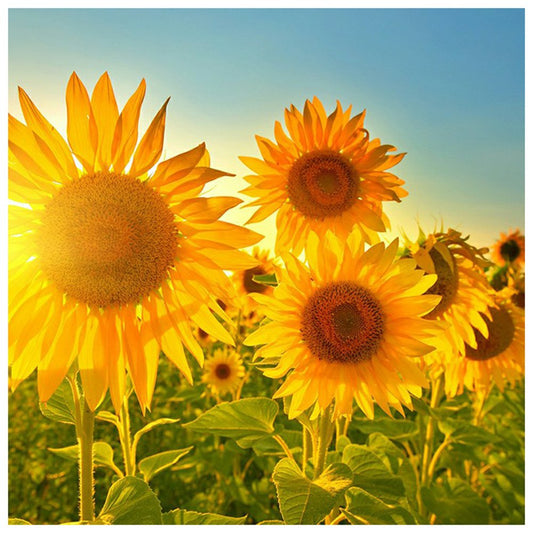 5D Diy Diamond Painting Kit Full Round Beads Sunflower