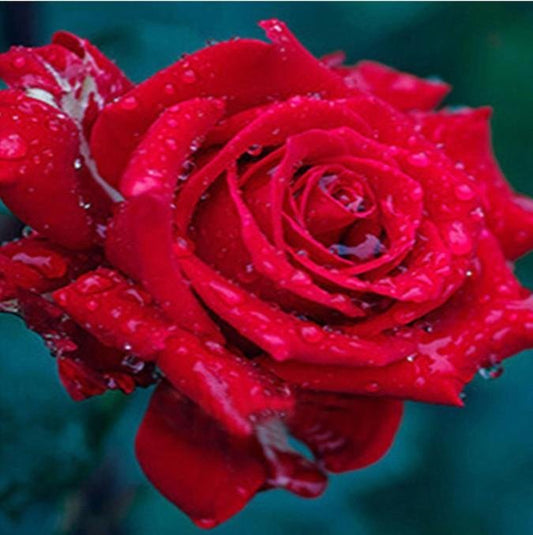 Diamond Painting - Partial Round - Red Rose 1