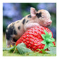 5D Diy Diamond Beads Art Full Square Resin Cute Pig