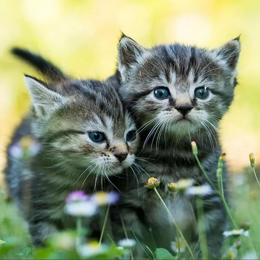 5D DIY Diamond Painting Kit - Full Round - Cute Cats/Kittens