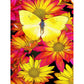 flower and butterfly diamond art kit