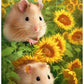 Full Round/Square Diamond Painting Kits | Hamster 50x70cm 60x80cm