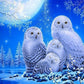 5D Diy Diamond Painting Kit Full Round Beads Snow Owls