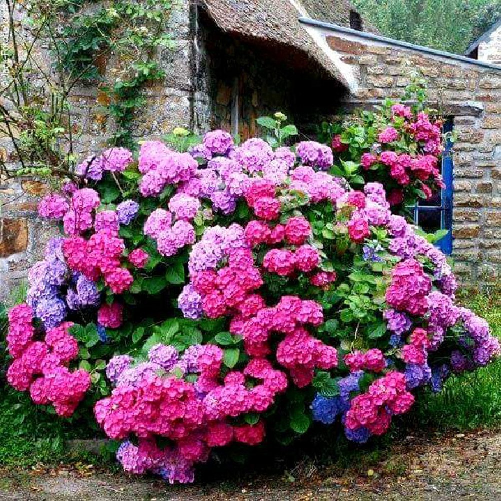 5D Diy Diamond Painting Kit Full Round Beads Flowers