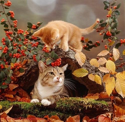 5D DIY Diamond Painting Kit - Full Round - Cute Cat