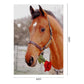 Rose Horse Coded Abstract Acrylic Oil Paint by Numbers Adults Children Gifts
