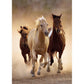 5D Diy Diamond Painting Kit Full Round Beads Horses