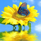 Diamond Painting - Full Round - Sunflower B
