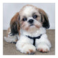 Diamond Painting Partial Round Dog