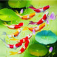 Diamond Painting - Full Round - Lucky Fish