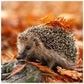 Diamond Painting - Full Round - Hedgehog