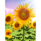 11ct Stamped Cross Stitch Sunflower ( 30*40cm)