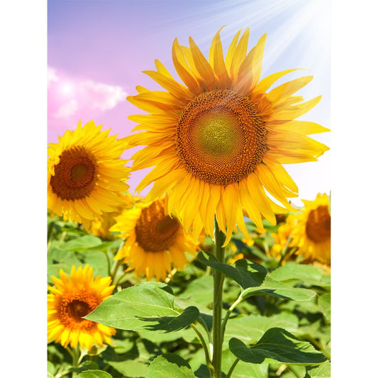 11ct Stamped Cross Stitch Sunflower ( 30*40cm)