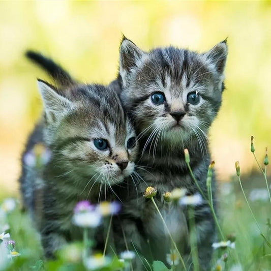 Diamond Painting - Full Round - Intimate Cats