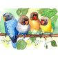 11ct Stamped Cross Stitch Birds(36*46cm)