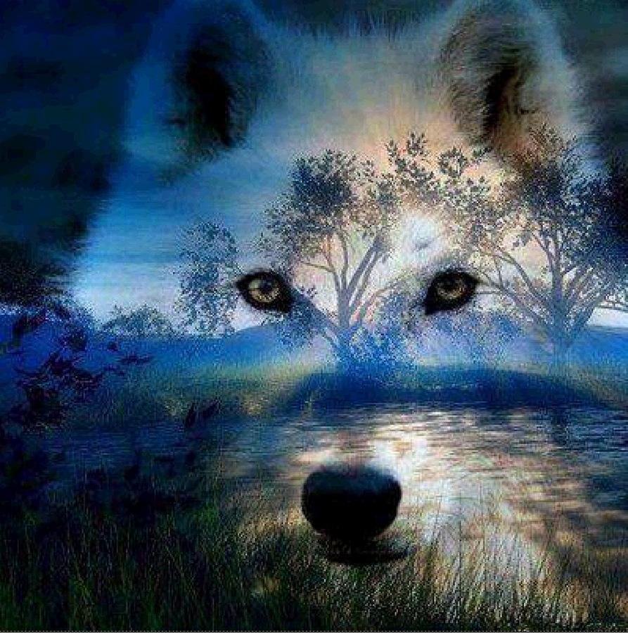 5D Diy Diamond Painting Kit Full Round Beads Wolf Forest