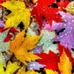 Diamond Painting - Full Round - Maple Leaf
