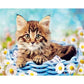 Digital Oil Painting Kit Coded Hand Painted Picture Cat in Basket Pattern