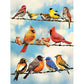5D Diy Diamond Painting Kit Full Round Beads Birds