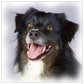 Diamond Painting - Full Round - Dog
