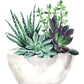Diamond Painting - Full Round -  Succulent