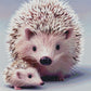 Full Round/Square Diamond Painting Kits | Hedgehog 50x70cm 60x80cm B