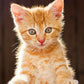 Full Drill Diamond Painting Art cute Cat