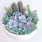 Diamond Painting - Full Round / Square - Succulent Plants