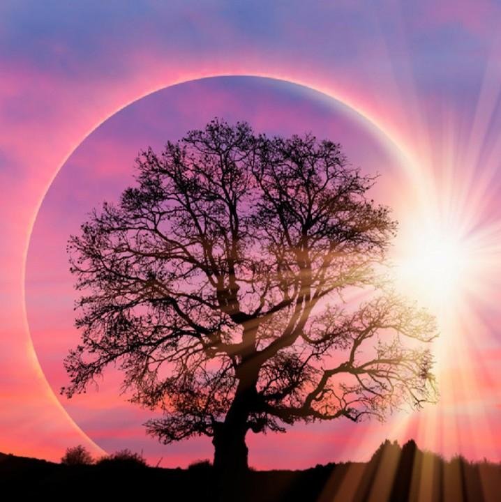 Diamond Painting - Full Round - Moon Tree