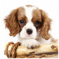 Diamond Painting - Full Round - Dog 8