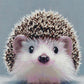 Full Round/Square Diamond Painting Kits | Hedgehog 50x70cm 60x80cm A