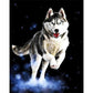 Paint By Number Oil Painting Wolf (40*50cm)