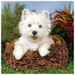 Diamond Painting - Full Round - Dog 2