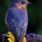 Bird DIY 5D Diamond Painting Kit