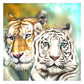 5D Diy Diamond Beads Art Full Square Resin Tigers
