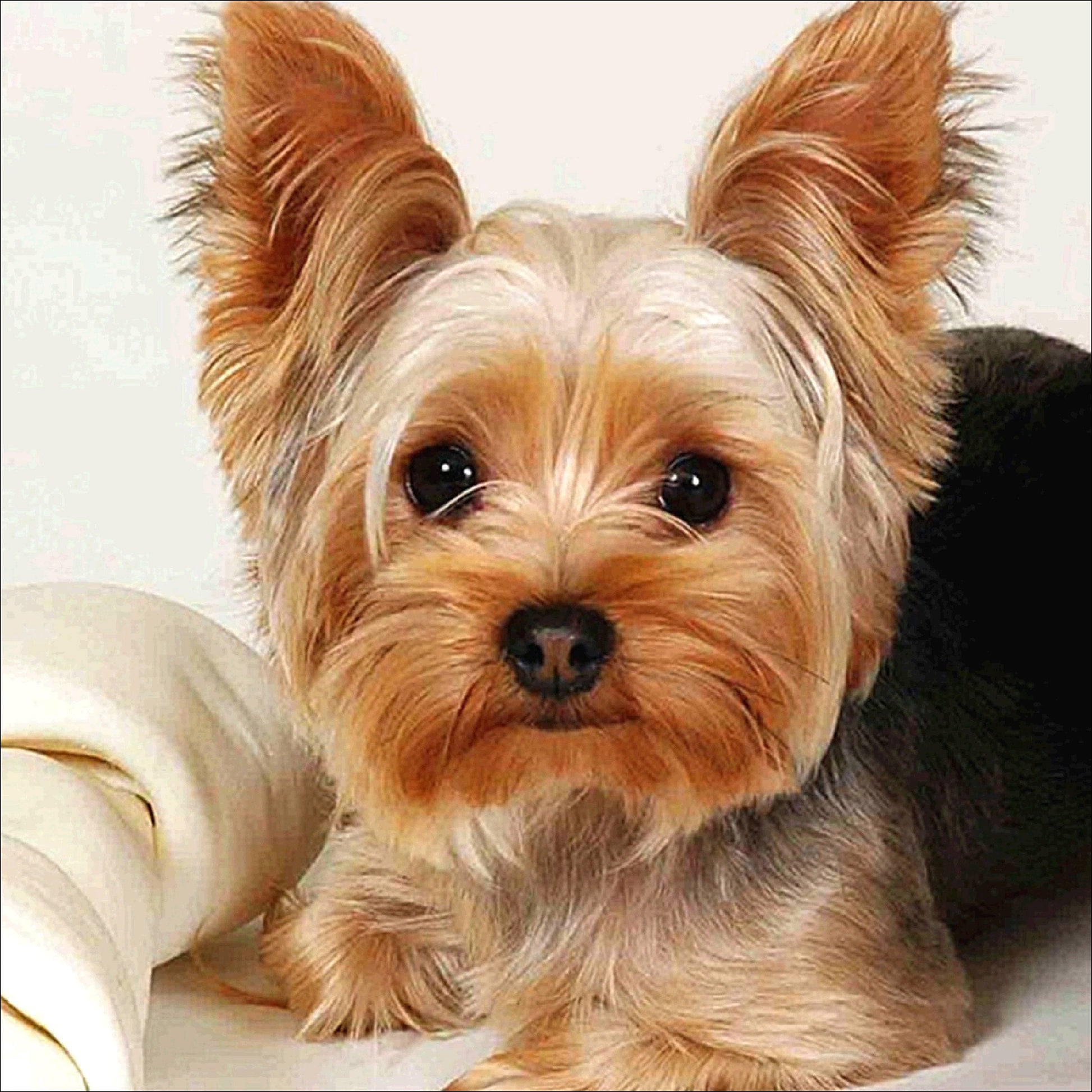 5D Diy Diamond Painting Kit Full Round Beads Dog