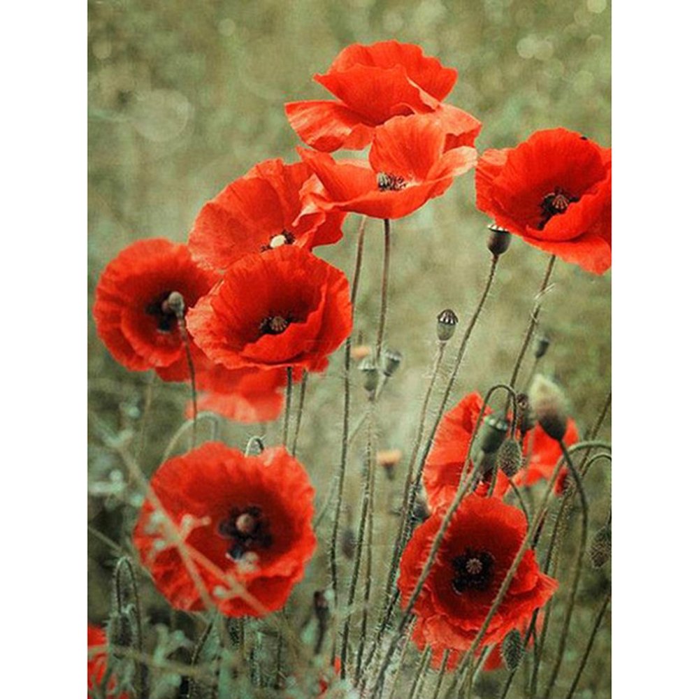 Diamond Paintings Art Full Drill Poppy Flower