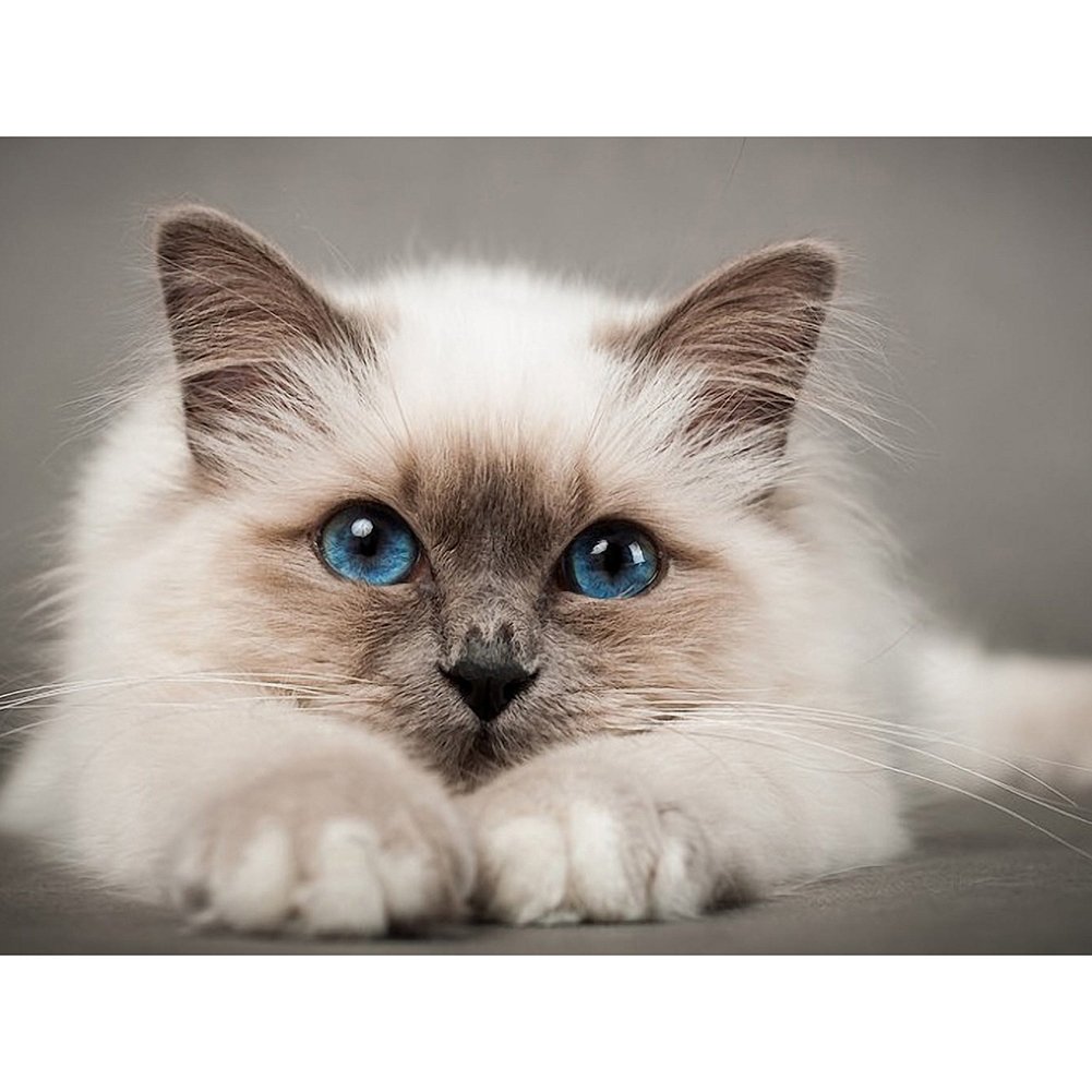 5D Diamond Painting Kit Full Round Beads Art Birman Cat