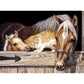 Horse Animal Oil Painting By Numbers Art Pictures Craft  