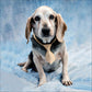 Diamond Painting - Full Round - Dog 10