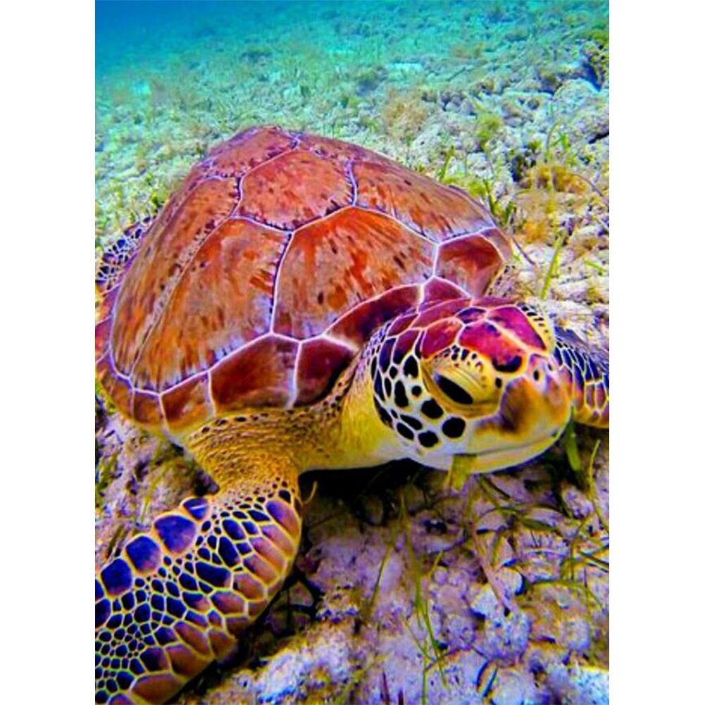 Paint By Number Oil Painting Sea Turtle (40*50cm)
